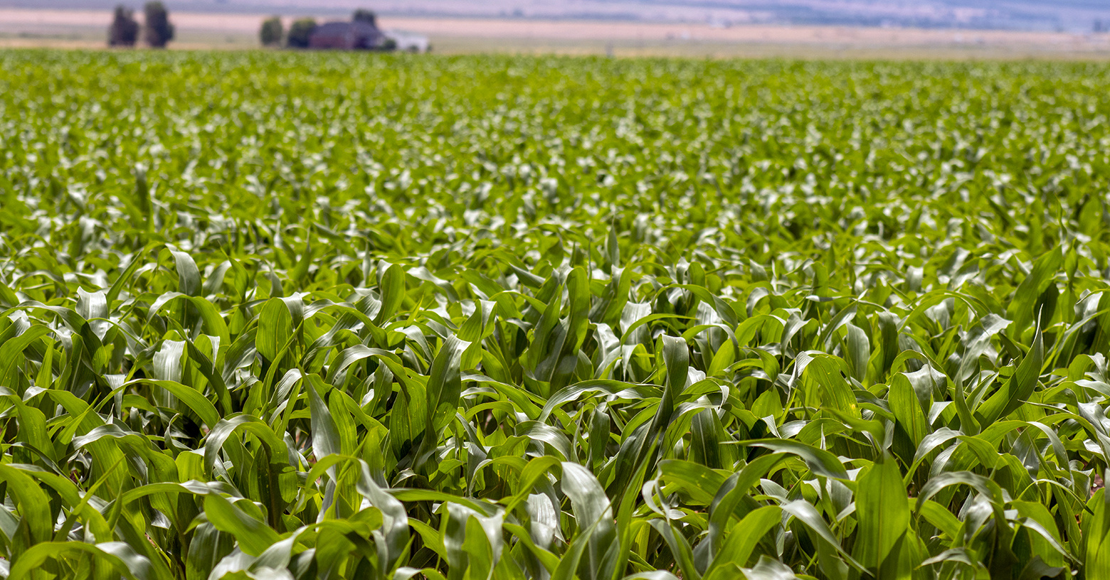 Ag Loans: IFA Credit & Financing | IFA Helping to Grow Blog